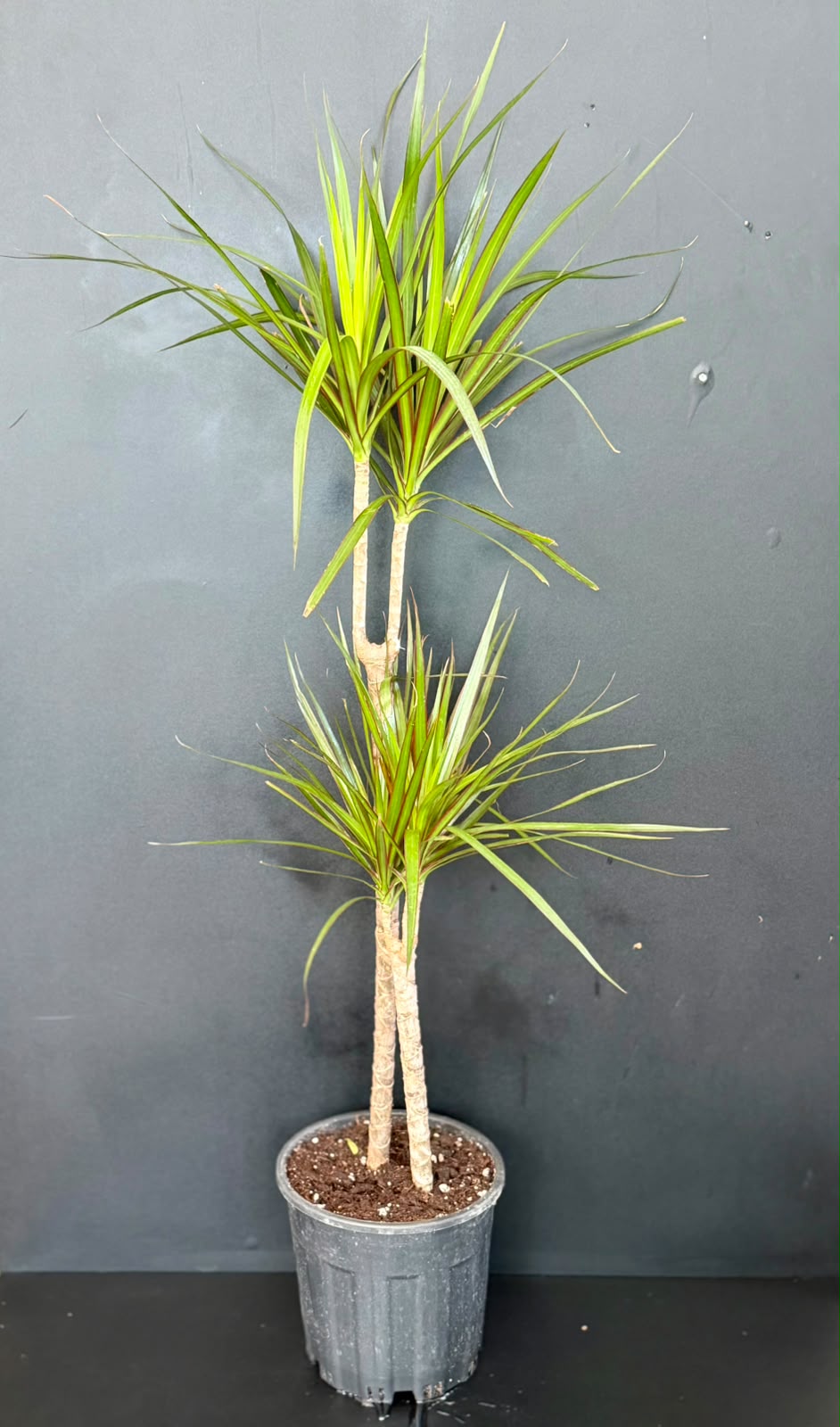 2'li Marginata